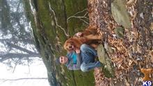Star lights Duke  available Golden Retriever puppy located in DUNDEE